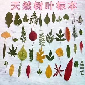 植物标本树叶合集多种真树叶幼儿园手工贴画儿童diy落叶材料包
