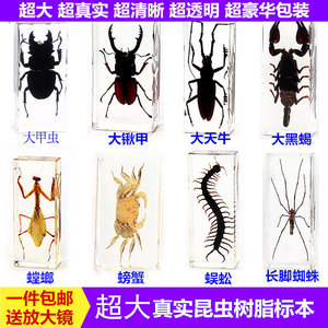 真实树脂昆虫标本真虫甲虫蜘蛛锹甲天牛蝎子蜈蚣螃蟹螳螂标本摆件