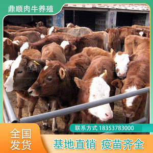 低价出售改良肉牛犊活体西门塔尔牛活体鲁西黄牛活体梨木赞牛活体