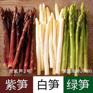 芦笋种子 四季播种蔬菜之进口紫芦笋绿芦笋种子高营养蔬菜种籽