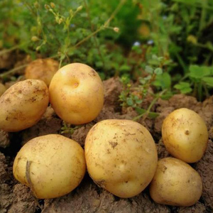 北京马铃薯新鲜土豆 农家自种非转基因500g 京津冀满88包邮
