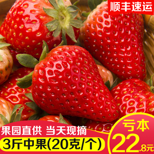 现摘长丰草莓红颜新鲜牛奶3斤大奶油九九水果礼盒装当季顺丰包邮