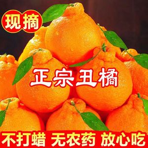 正宗四川丑橘不知火丑柑丑橘新鲜应季水果现摘整箱10斤包邮耙柑
