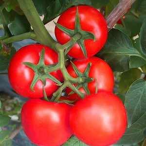 金棚粉果番茄种子种籽籽种大红果西红柿春季秋季蔬菜孑菜籽菜种