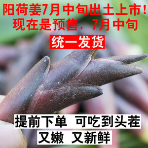 洋荷野生洋火姜 洋荷野生洋火姜品牌 价格 阿里巴巴