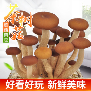 悦蘑菇娘 茶树菇菌种蘑菇菌包菌棒盆栽食用菌家庭蘑菇种植菌包