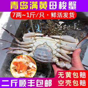 梭子蟹鲜活红膏蟹新鲜母蟹7两~1斤青岛海鲜野生海蟹飞蟹特大螃蟹