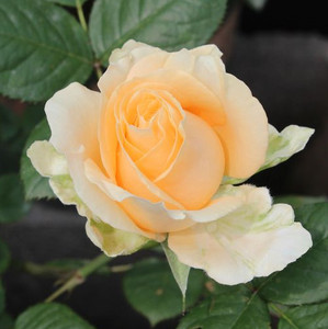 欧月蜜桃雪山大花香水型玫瑰苗粉红色香槟色玫瑰花苗盆栽