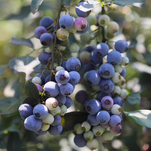 海妈菜园蓝莓树果苗盆栽阳台水果南北方耐寒小苗蓝莓苗绿宝石法新