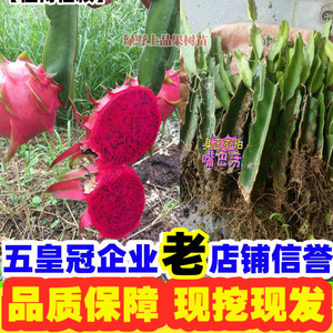 红心火龙果苗盆栽种植室内红肉黄色四季南方北方种植当年结果果树