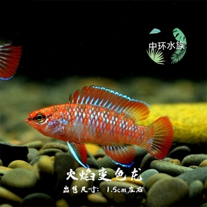 中环水族进口火焰变色鱼水草缸群游混养虾缸淡水热带观赏鱼活体