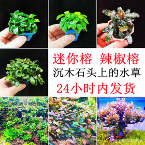 迷你榕辣椒榕黄金小水榕鱼缸石头沉木造景植物蓝精灵幽灵布兰妮紫