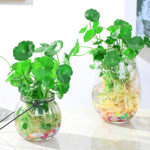 2套包邮水培植物铜钱草含玻璃瓶室内桌面盆栽绿植花卉水养植物