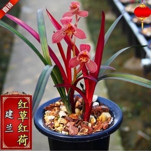 名贵四季兰花苗【红草红荷】精品盆栽室内花卉建兰阳台绿植兰草