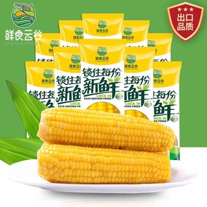 东北黄糯玉米真空包装粘甜糯2023年新玉米棒鲜苞米非转基因包邮