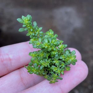 冷水花雨林缸造景植物假山园林庭院绿化喜湿室内四季常青好养易活