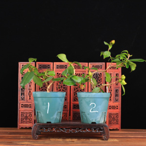 云龙茶花 云龙茶花品牌 价格 阿里巴巴