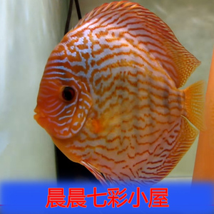 七彩神仙鱼苗红松石 直纹松 2-3厘米  精品鱼房 观赏热带种鱼