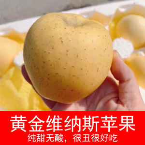 山东烟台黄金维纳斯奶油富士苹果4.5斤包邮新鲜水果金帅纯甜脆