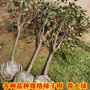 嫁接脆甜柿子黑柿子树日本甜柿子苗特大柿子树庭院果树南北方种植