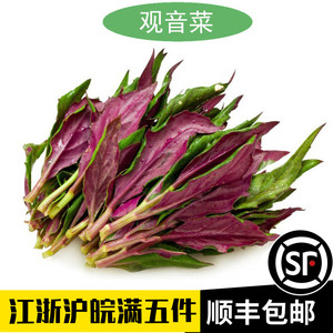 新鲜当季紫贝天葵500g血皮菜菜红背菜中西餐酒店食材观音菜