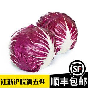 落地球生菜红球红菊苣蔬菜沙拉食用西餐色拉紫苣结球红叶包菜500g