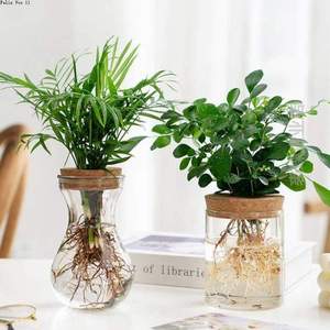 花瓶花瓶透明植物创意插玻璃九里香水培简约罗汉松绿萝水养盆栽@