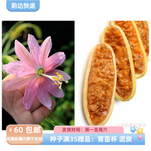 【种子】多年生 可食用 水果  西番莲 香蕉百香果