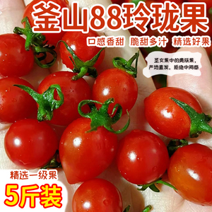 正宗釜山88玲珑果小番茄新鲜酸甜水果多汁圣女果小西红柿整箱包邮
