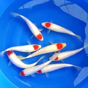 纯种锦鲤鱼苗活鱼红白三色冷水淡水鱼包邮包活渔场直销