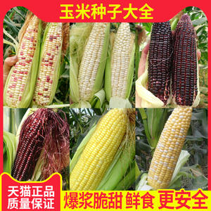玉米种籽鲜香糯食甜糯玉米种孑甜糯玉米种特高产农家春季蔬菜种子