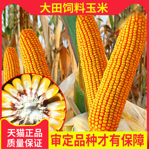 高产大田玉米种籽杂交玉米种子郑单958农业春季夏季种植饲料种孑