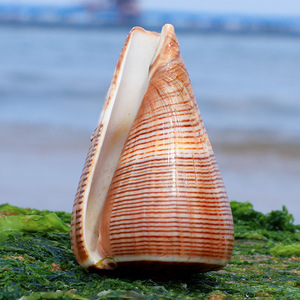 黑线芋螺天然贝壳海螺鱼缸水族箱装饰地中海拍照摆设创意diy微景