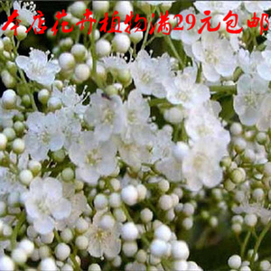 婚纱珍珠梅盆栽 珍珠梅盆景 珍珠梅3年苗 白色梅花花卉