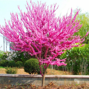 耐寒紫荆花树苗庭院室外花卉植物南北方绿化观赏满条红苗木地栽盆