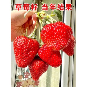 奶油草莓种籽子四季结果盆栽水果种子蔬菜籽大全室内蔬菜种植种孑