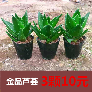 【3颗10元】金品芦荟万重山不夜城芦荟多肉植物室内盆栽植物花卉