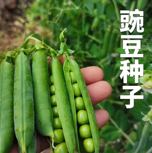 豌豆种籽碗豆甜豌豆种子蔬菜种子荷兰豆菜豌豆豌豆尖种子豌豆种孑