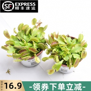 奇趣多肉植物 淘宝拼多多热销奇趣多肉植物货源拿货 阿里巴巴货源