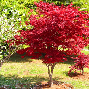 日本红枫红枫树苗小苗红舞妓火焰枫树庭院绿化彩色彩叶观赏植物树