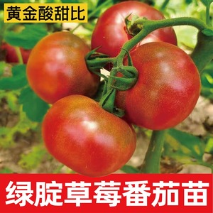 绿腚草莓番茄苗大中小果铁皮草莓柿子种籽秧黄金酸甜比小时候味道
