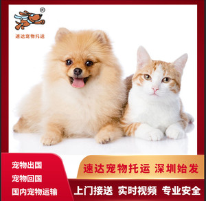 全国宠物托运深圳广州至全国宠物托运航空托运可上门接免费寄养