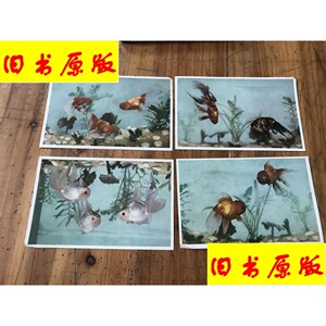 2326:《五花丹凤 红水泡眼 黄帽子头 红龙睛高头 金鱼 》画片4张