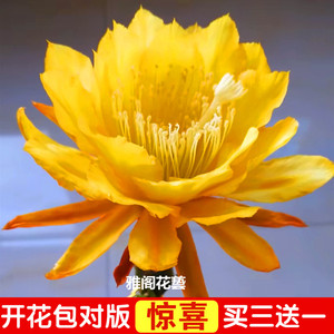 令箭荷花苗带根不带花苞嫁接枝条蟹爪兰昙花盆栽绿植室内花卉包邮