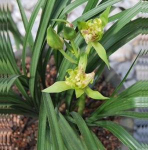 包邮当年开花自然老种蕙兰【黄菊】兰花苗阳台浓香花卉绿植盆栽