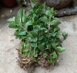 带根留兰香薄荷盆栽 可食用香草薄荷叶小苗 观叶植物种子蔬果花种