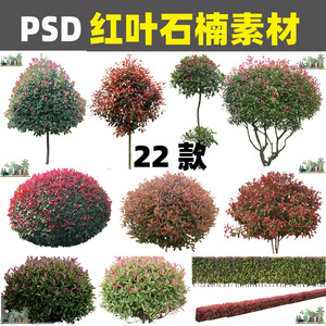 Z163园林植物高杆红叶石楠球灌木绿篱PS效果图后期PSD分层素材