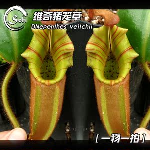 【一物一拍】Nepenthes veitchii丨维奇猪笼草bario花唇金唇