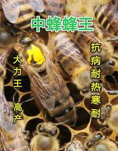 中蜂王川东蜂仓蜂阿坝蜂处女王蜜蜂蜂群笼蜂大力蜂种王活体包邮