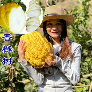 大香橼果香橼树苗香橼苗香泡树南北方种植盆栽地栽果树苗当年结果